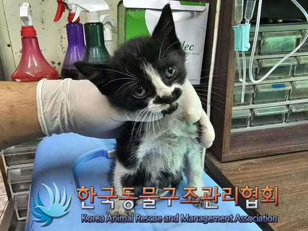 한국동물구조관리협회_411303202400206